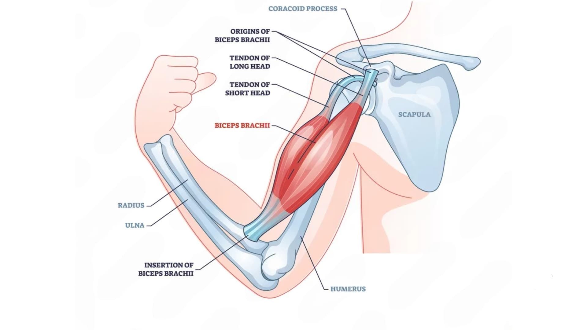 Biceps-Muscle Biopsy Biospecimens for Research Use - Bay Biosciences